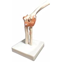 Los mejores  - BoNew -Modelo anatómico de la articulación del codo tamaño de la vida oral - Anatomía médica humana